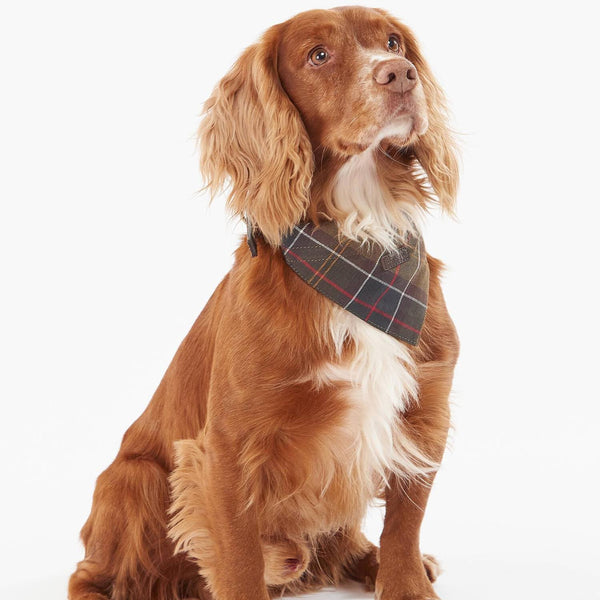 Barbour Tartan Dog Bandana in Classic Tartan